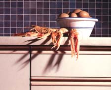 Sheraton  Kitchen